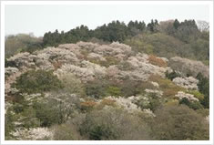 高安山の山肌を染める花